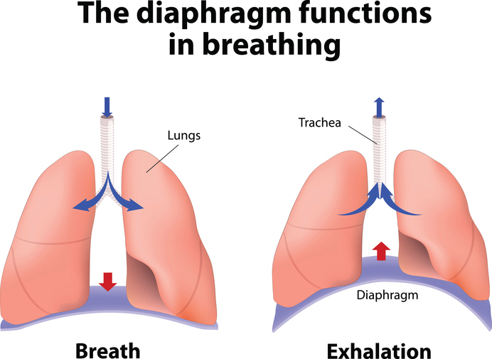 5.01 Respiratory System Function