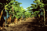 Banana plantation