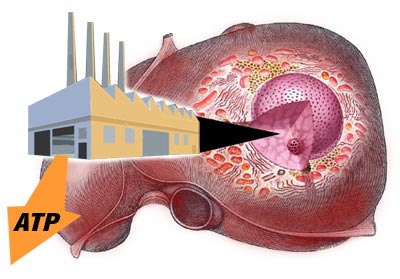 Picture of a human liver and its processes.