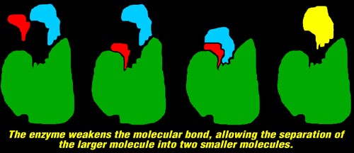 Picture of enzyme weakening the molecular bond