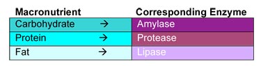 digestive Enzymes table