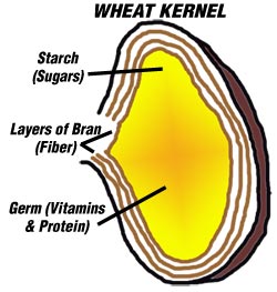 Diagram of a Kernel of Wheat germ