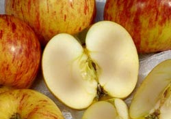 Image of an apple cut in half and the inside of the apple is turning brown.  