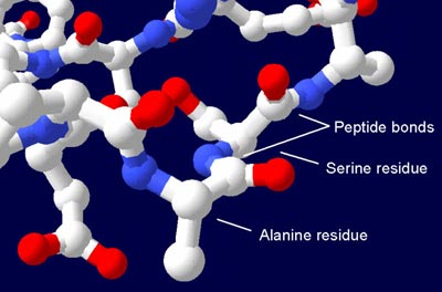 an image of a protein molecule