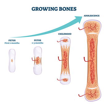 graphic showing the growth of bones from a fetus to adolescence