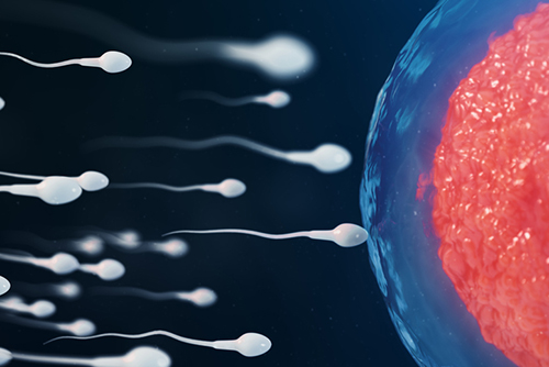 sperm cells traveling toward an egg on the right side of the page