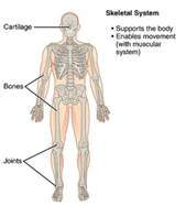 1.2 Structural Organization of the Human Body – Anatomy & Physiology