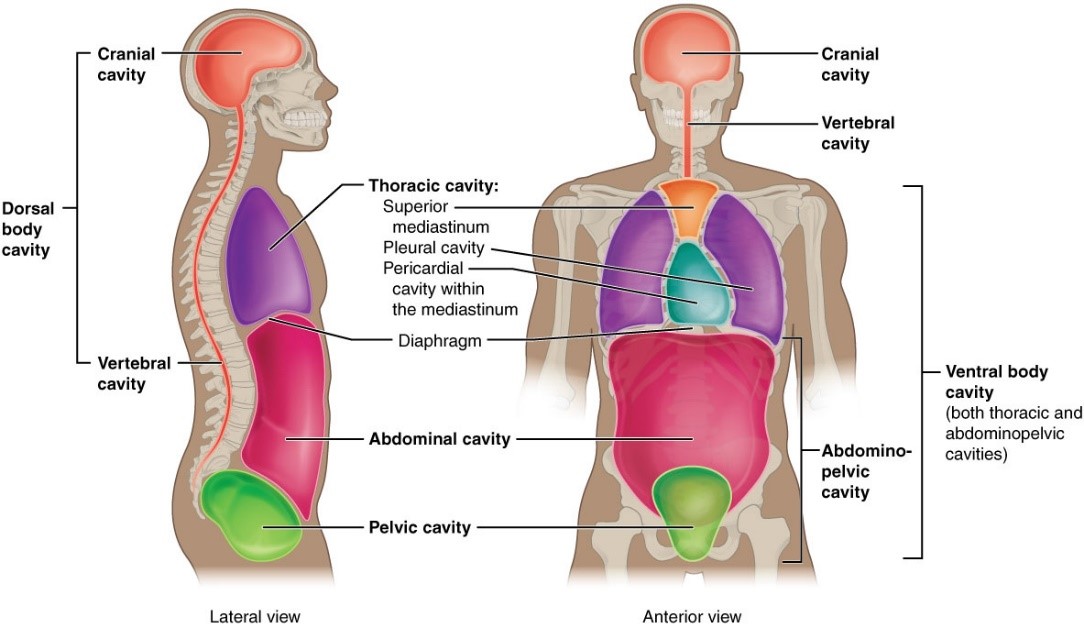 1.04 Anatomical Terminology- Body Cavities