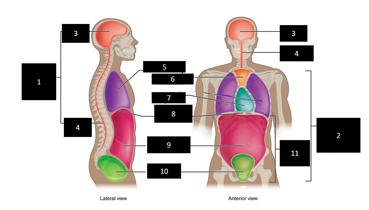 Dorsal Body Cavity {Body Cavities} Diagram