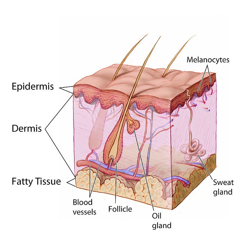 Lesson 2.01 Structure and Function of the Skin