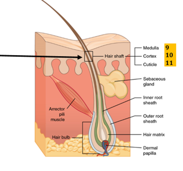 Hair: Follicle, Associated Structures and Growth - QIMA Life Sciences