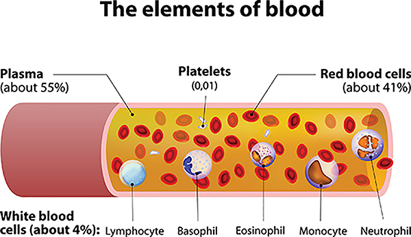 3.02 Lymphatic Structure