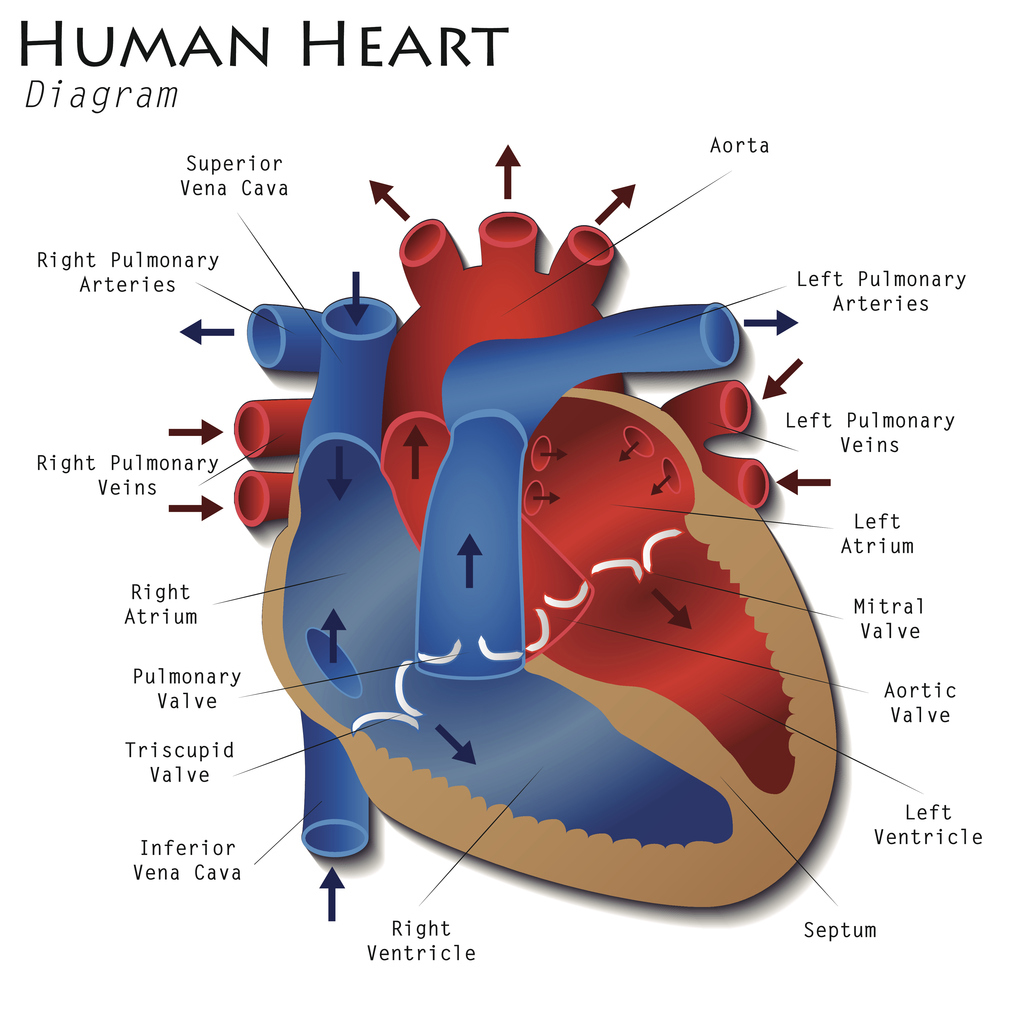 Heart Valve Diagram Semilunar