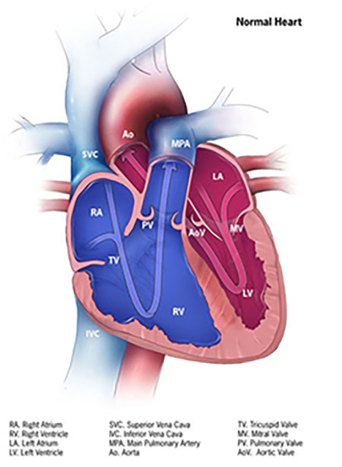 4.02 Mechanical and Plumbing Systems of the Heart