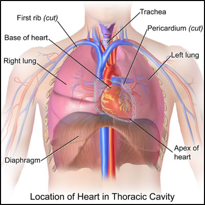  Mechanical and Plumbing Systems of the Heart