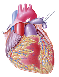 an image of the heart with the pericardium cut and pulled back