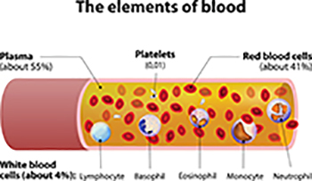 Rbc Contents 4.04 The Blood