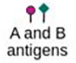 A and B antigens