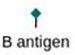 B antigen