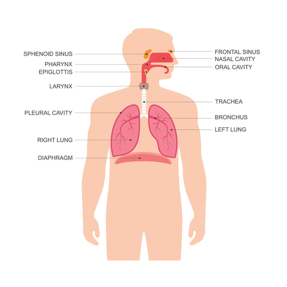 parts of respiratory system and its function