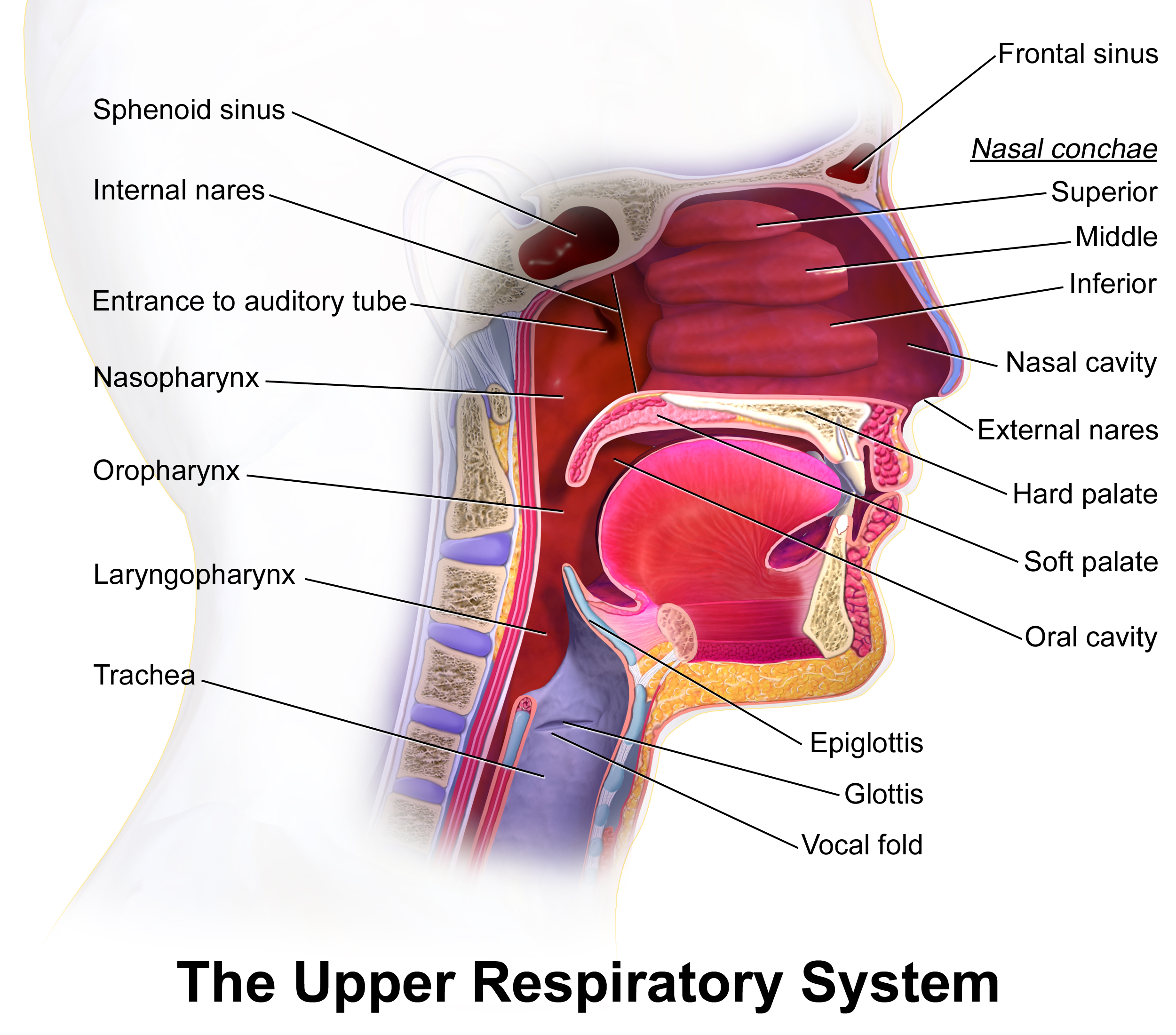 5.02 Respiratory System Structure