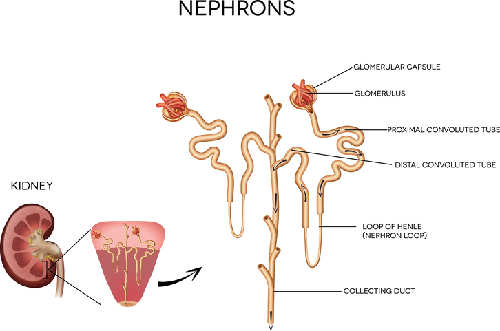 nephron reabsorption
