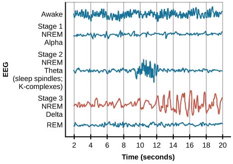 A chart shows brainwaves at various stages of sleep, with stage 3 highlighted.