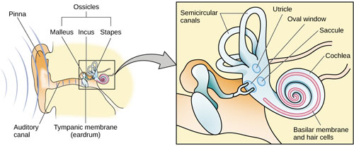 An illustration shows sound waves entering the “auditory canal” and traveling to the inner ear. The locations of the “pinna,” “tympanic membrane (eardrum)” are labeled, as well as parts of the inner ear: the “ossicles” and its subparts, the “malleus,” “incus,” and “stapes.” A callout leads to a close-up illustration of the inner ear that shows the locations of the “semicircular canals,” “uticle,” “oval window,” “saccule,” “cochlea,” and the “basilar membrane and hair cells.”