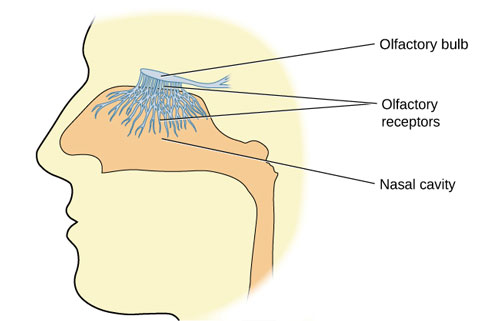 An illustration shows a side view of a human head and the location of the “nasal cavity,” “olfactory receptors,” and “olfactory bulb.”