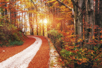 A country lane in the fall.