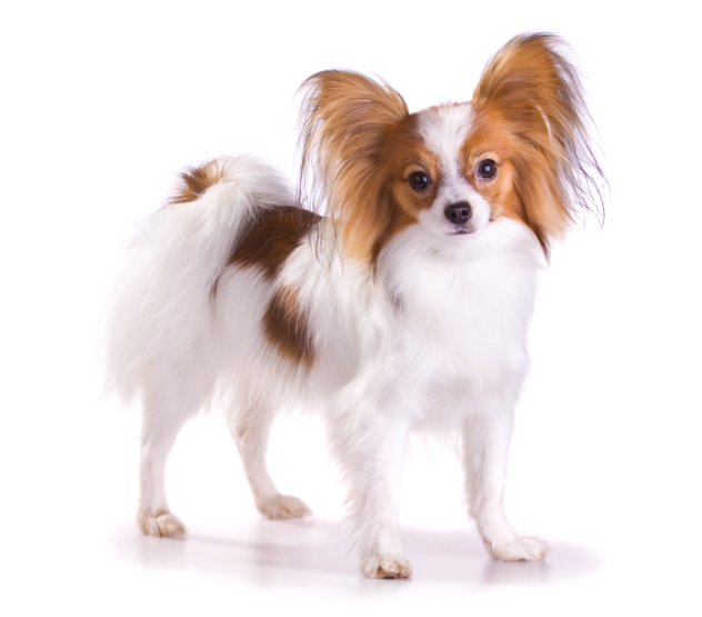 Papillon with long ear feathers