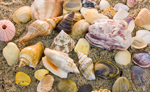 seashells