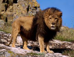 lion