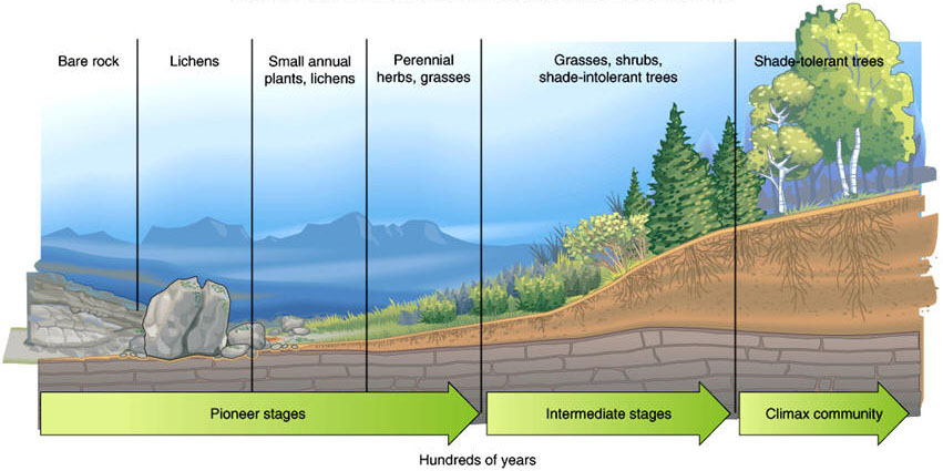 primary succession from bare rock to climax community forest