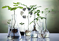 indivdual plants in beakers