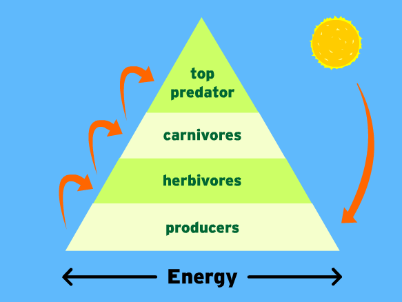 What Does The Pyramid Of Energy Show