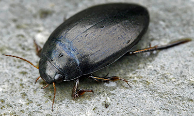 Diving beetle: Large black shiny oval with long back legs