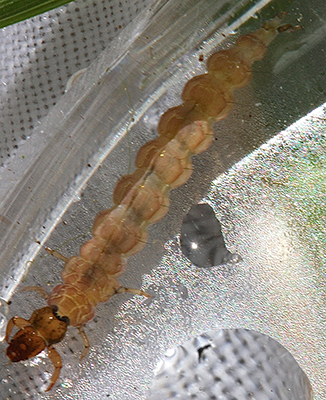 Green Caddisfly larva