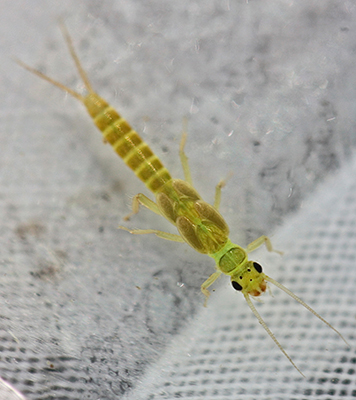 Light brown, 8 abdonminal segments, two larger thoracic segments, prominent eyes, two tails. 