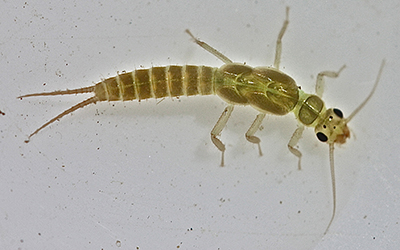 Little green stonefly: Light brown, 8 abdonminal segments, two larger thoracic segments, prominent eyes, two tails.