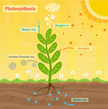 Lesson 4.01 The Carbon and Oxygen Cycle