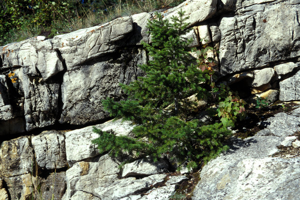 weathering has produced cracks in rocks