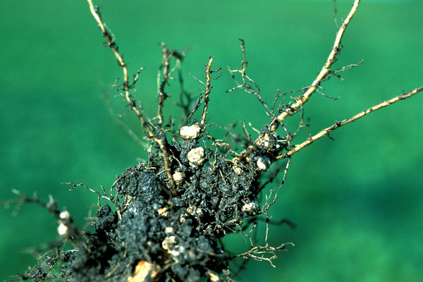 Soybean roots are rife with B. japonicum bacteria. It is a symbiotic relationship, where the bacteria provide nitrogen to the plant in return for carbon.