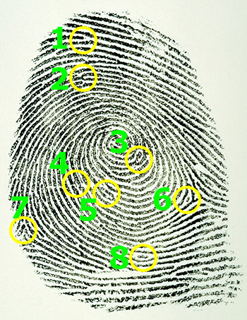 fingerprint with several characteristics circles for identification