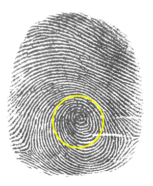 fingerprint with plain whorl emphasized