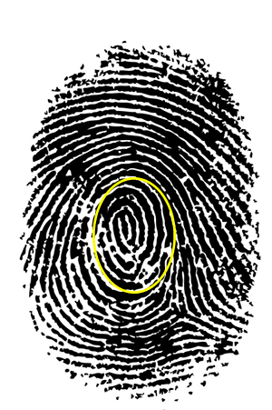 fingerprint with central pocket whorl emphasized