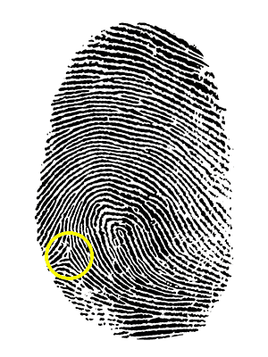 fingerprint with minutiae emphasized