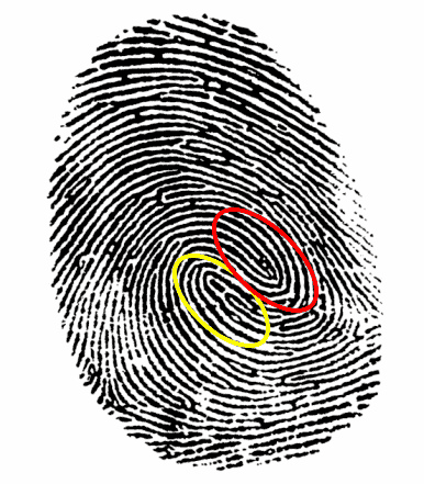 fingerprint with double loop whorl emphasized
