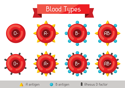 blood types o-, a-, b-, ab-, 0+, a+, b+, ab+
