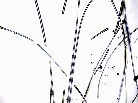 Sample A at 4x magnification. Several strands of hair were cast, but there isn't enough magnification to clearly see the scale pattern or any other defining features.